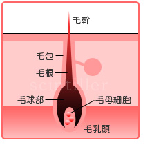 成長期