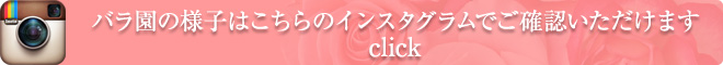 バラ園